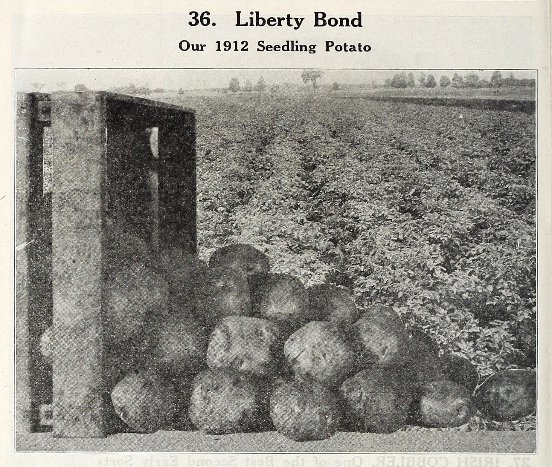 A vintage black and white photograph of a row of potatoes in a field, with a door visible on the left.