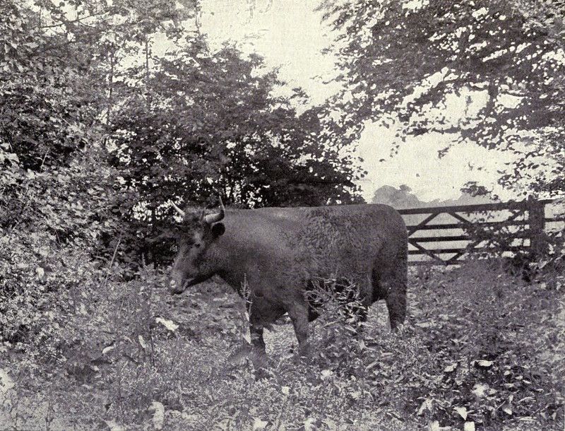 A vintage black and white photograph of a cow standing in a grassy field with a fence and trees in the background.