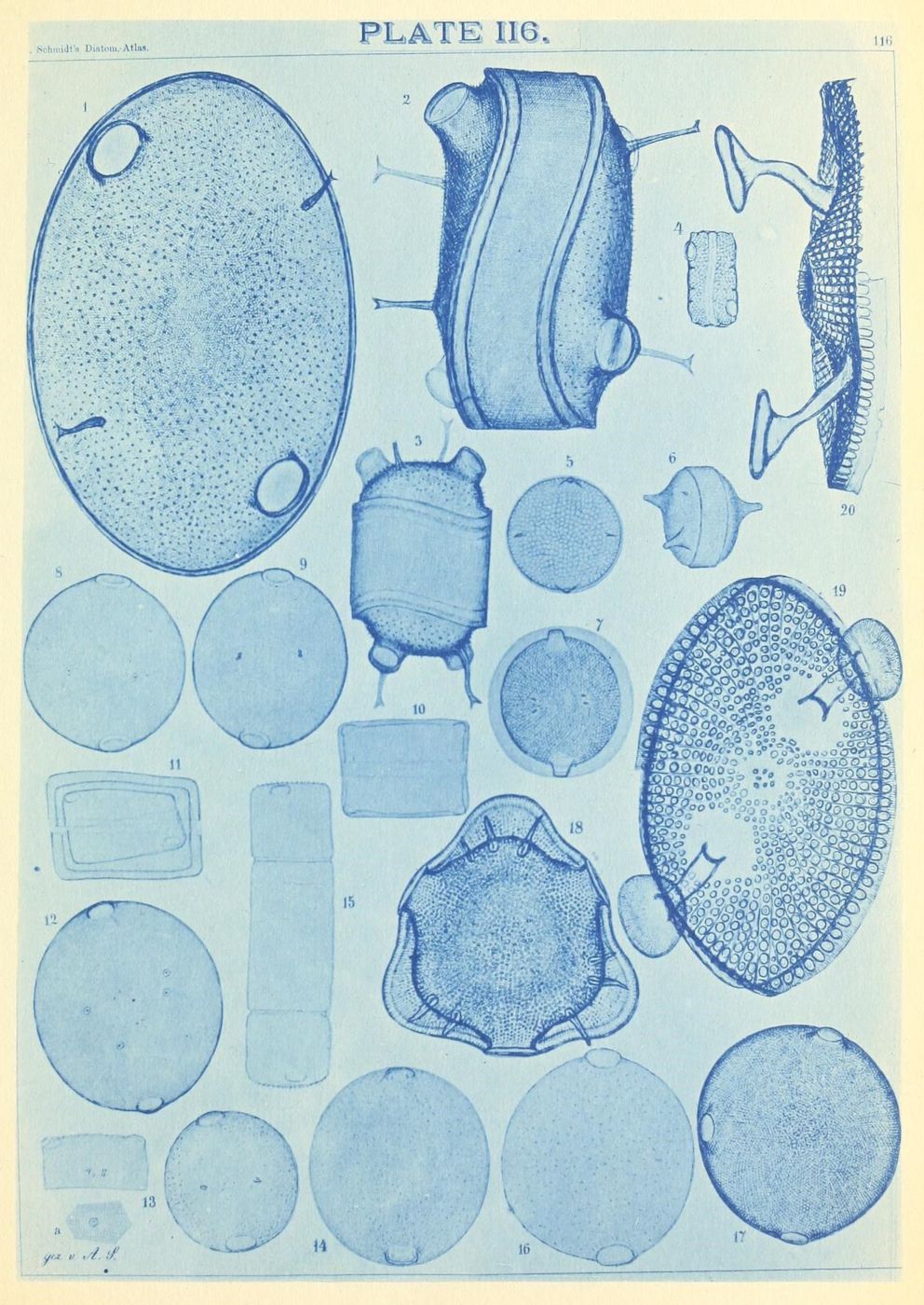 A vintage scientific illustration titled "PLATE 116" from "Schmidt's Diatom Atlas," featuring 20 detailed drawings of various diatoms in a blue tint.