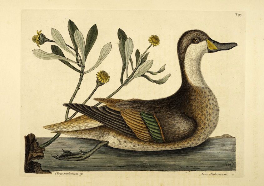 Vintage botanical illustration of a duck and a chrysanthemum plant.