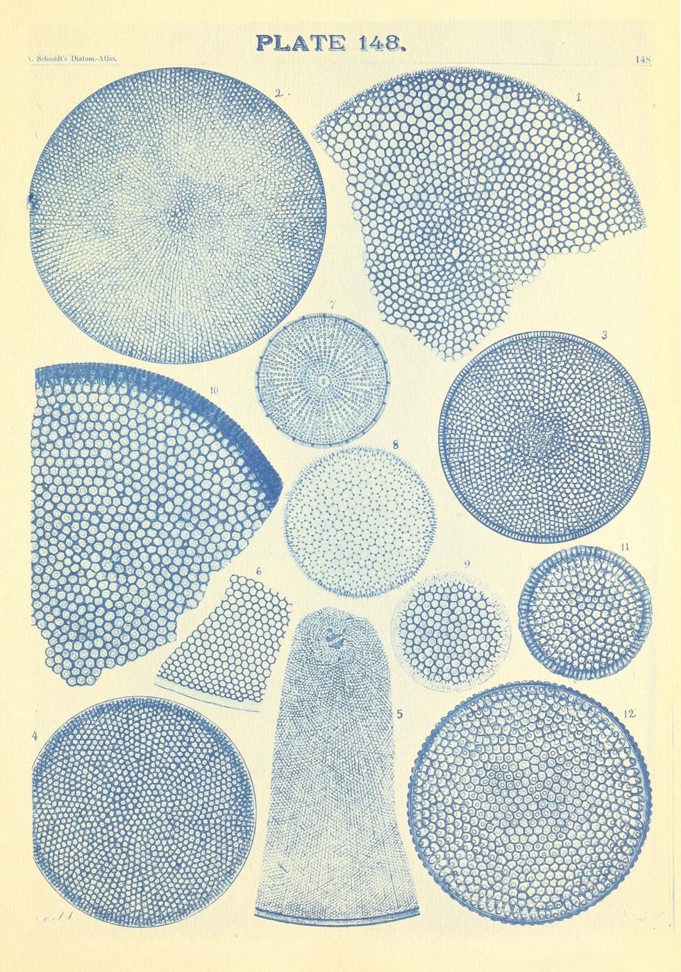Vintage scientific illustration of various diatoms, numbered 1-12, with intricate silica shell patterns.