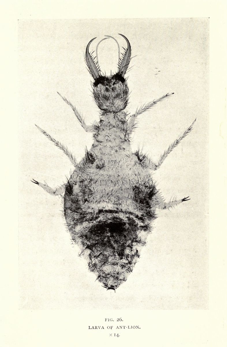 Vintage illustration of an antlion larva, a predatory insect with large mandibles and a fuzzy body.