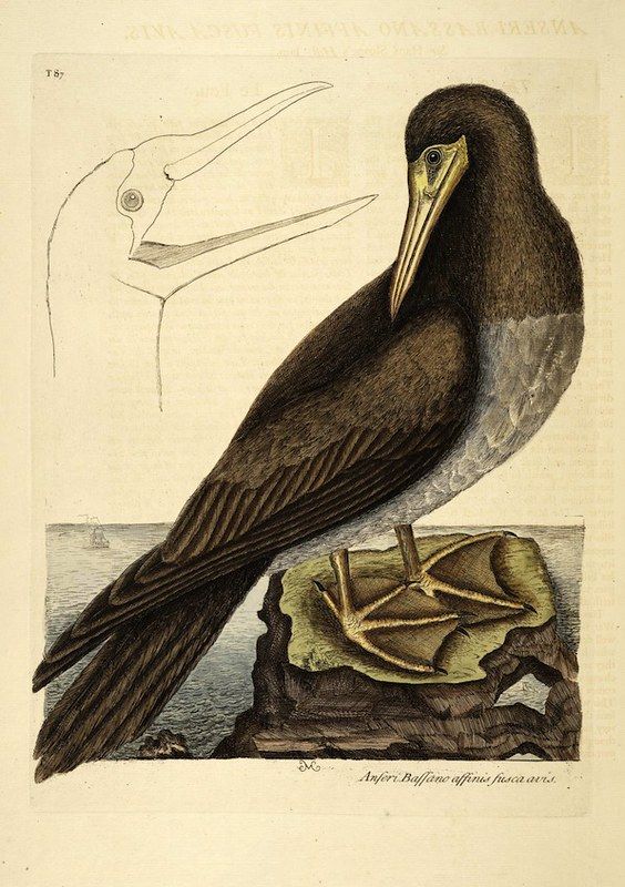 Vintage illustration of a brown booby bird standing on a rock with a drawing of its head above.
