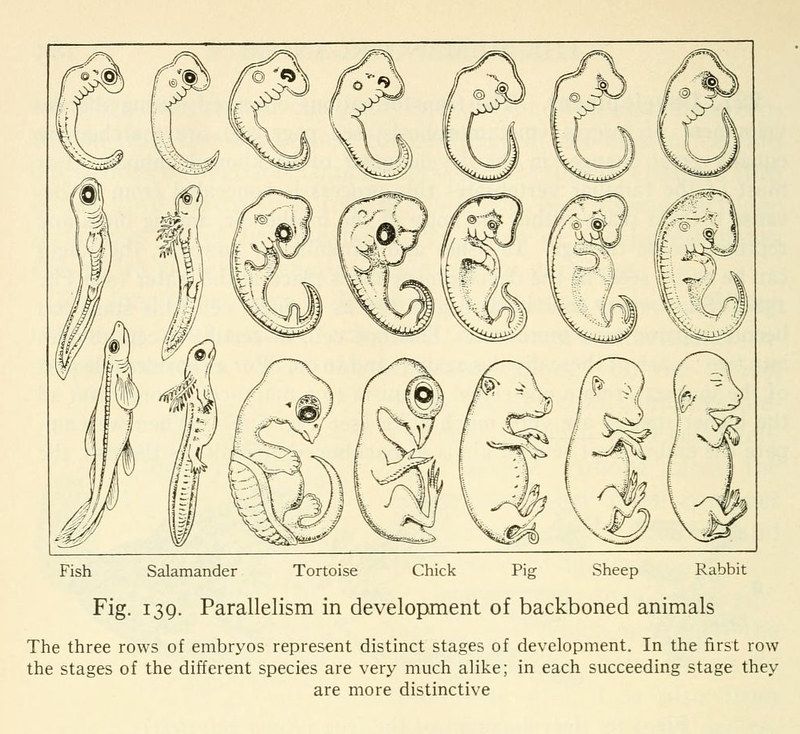 A scientific illustration showing the embryonic development of fish, salamander, tortoise, chick, pig, sheep, and rabbit. The illustration is arranged in three rows, each representing a different stage of development. The first row shows very similar-looking embryos across all species, with a basic tadpole-like form. As you move down the rows, the embryos become increasingly distinct, showing features specific to each animal.