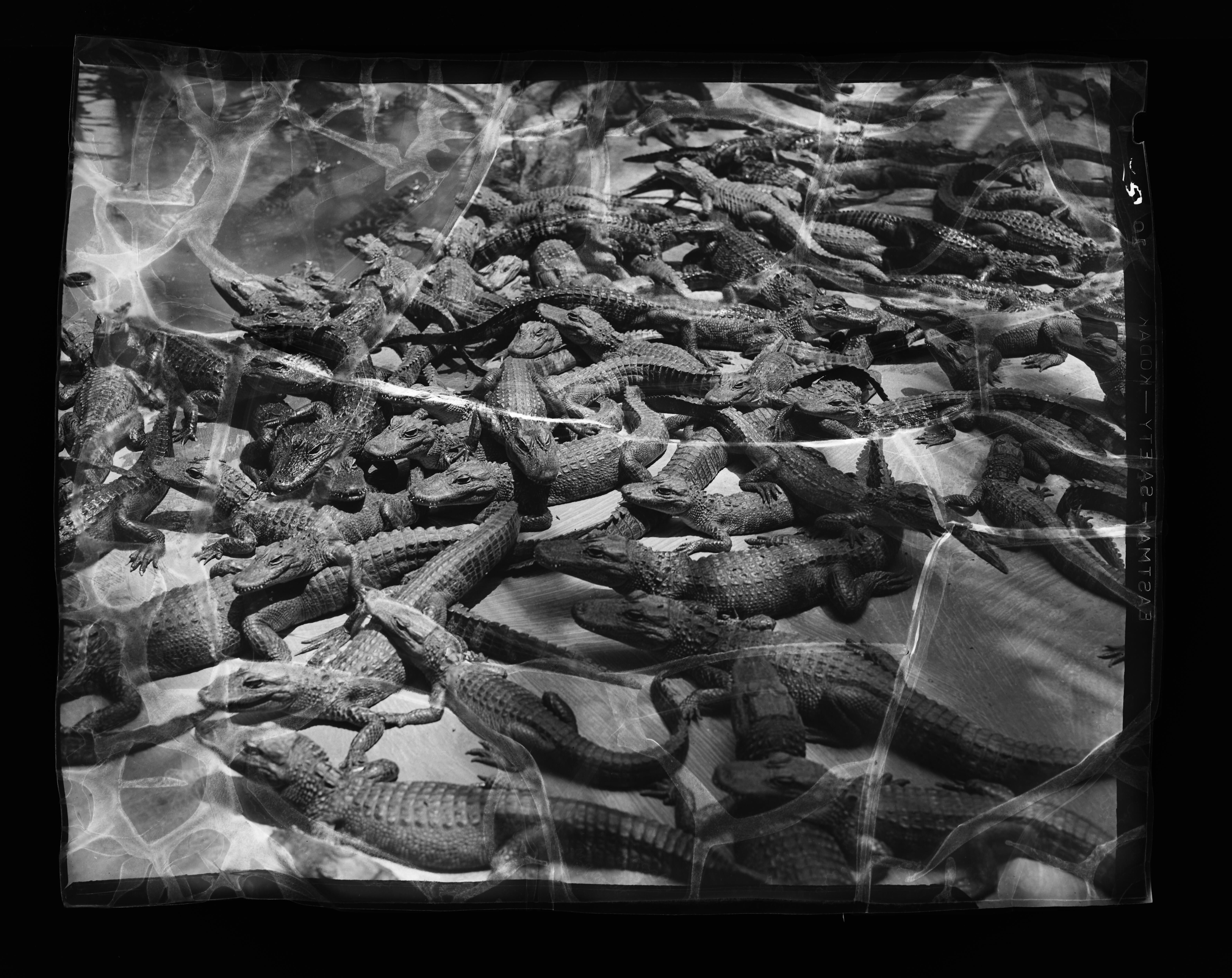 A black and white photograph of a large pile of plastic alligator toys.