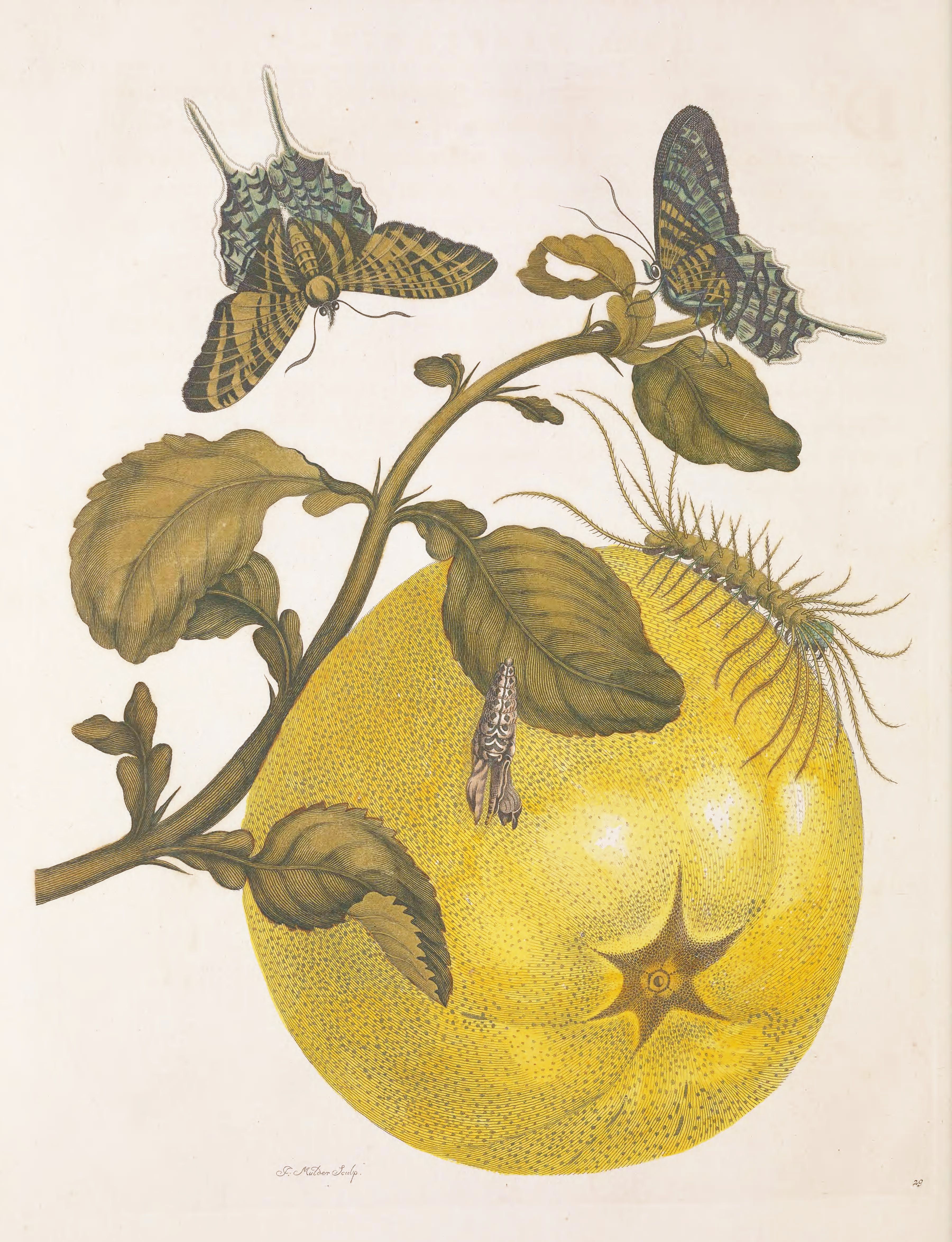 Botanical illustration of a yellow fruit with butterflies and a moth.