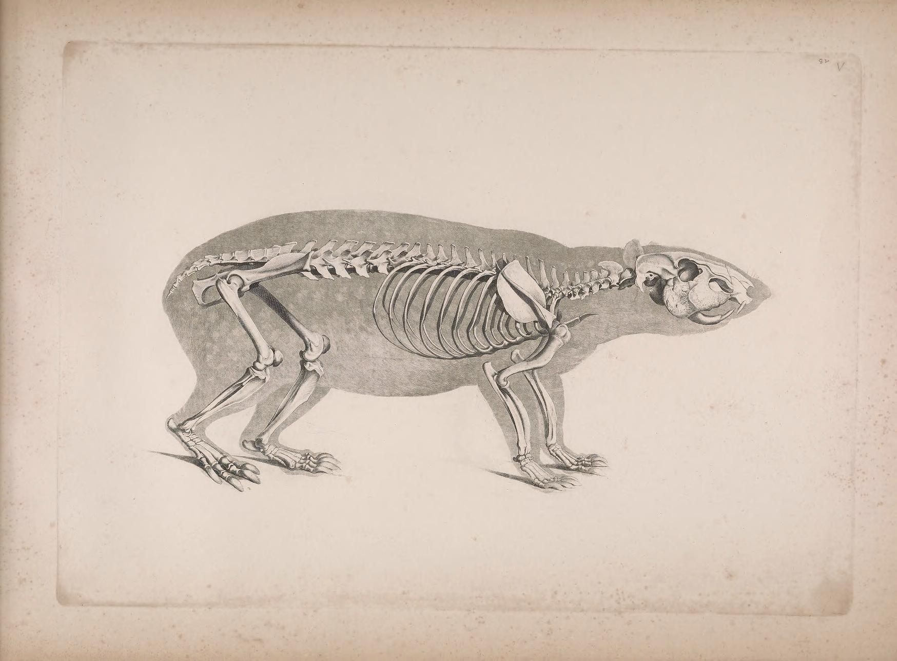Vintage anatomical illustration of a bear skeleton with muscular form.