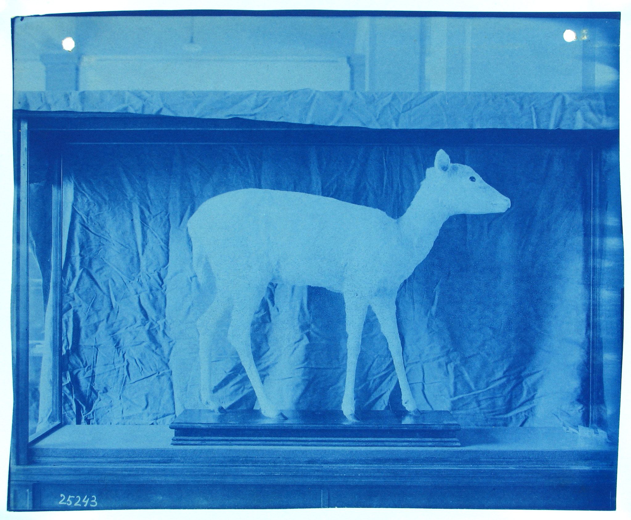 Cyanotype photograph of a deer in a display case.