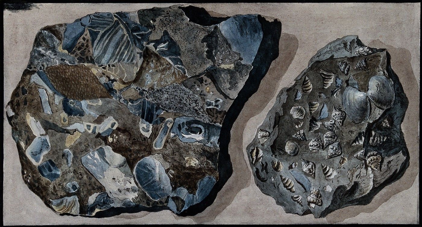 Watercolor painting of two fossilized rock formations filled with shell imprints.