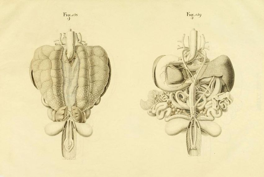 Two detailed anatomical illustrations of organs and vascular systems, labeled 'Fig. 158' and 'Fig. 159', rendered in a vintage scientific drawing style.
