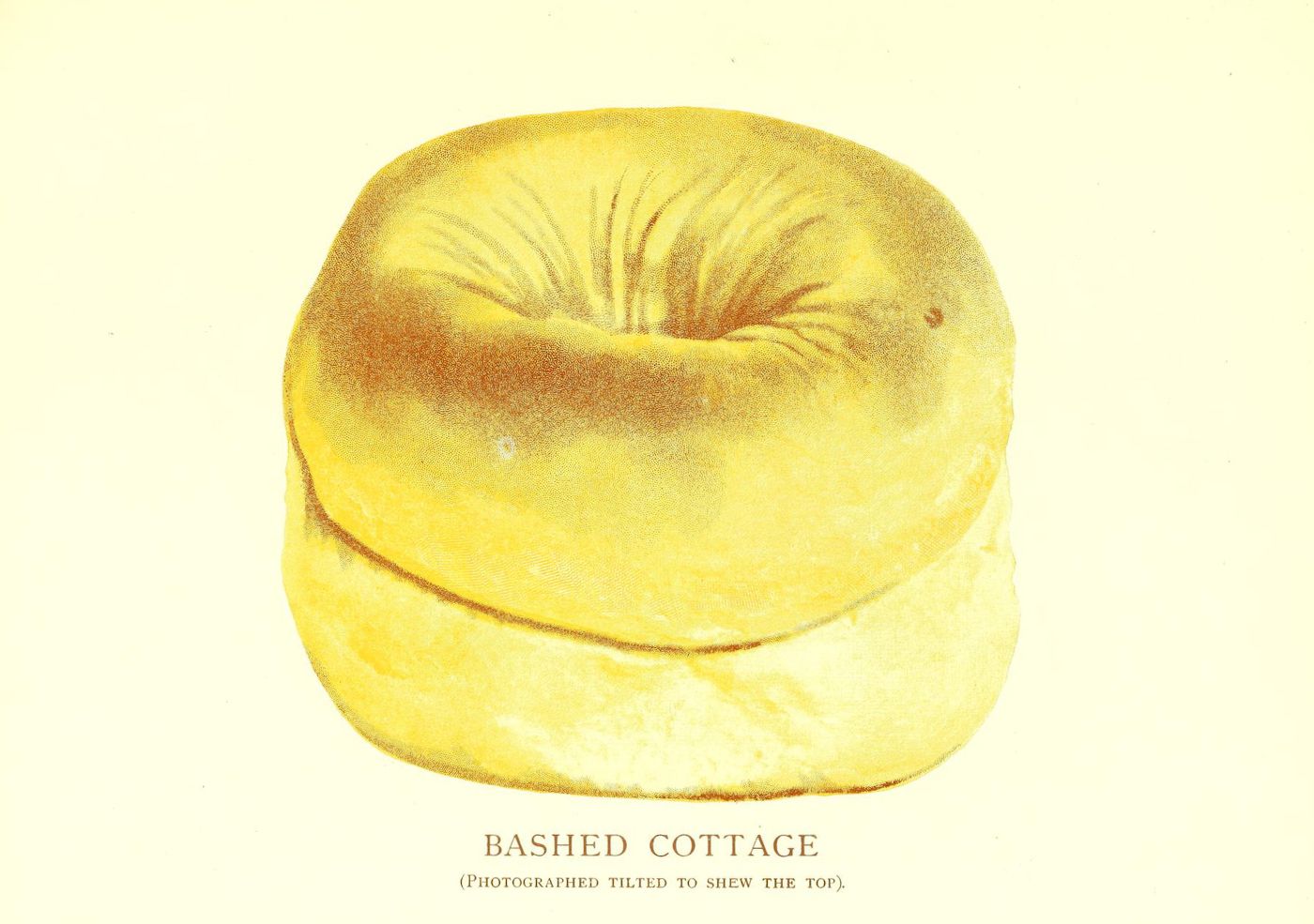 A vintage illustration of a mound of cottage cheese, photographed from a tilted angle to show the top.