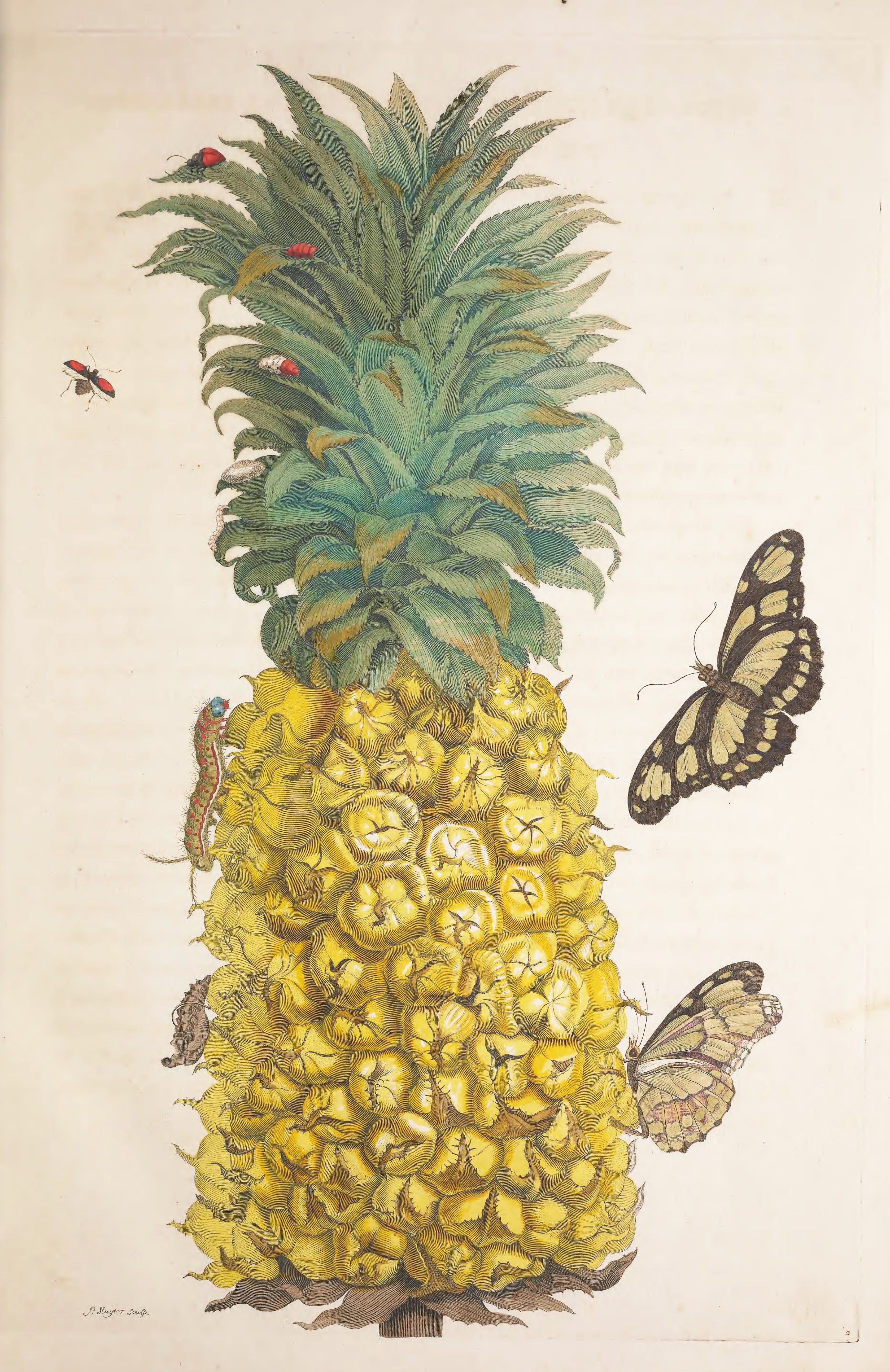 Vintage botanical illustration of a pineapple covered in butterflies, beetles, and caterpillars.