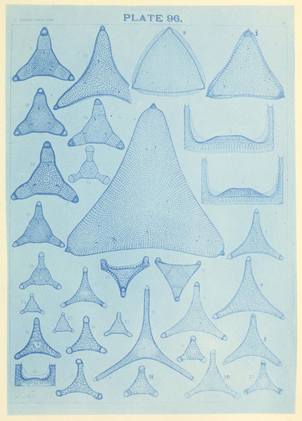 Vintage scientific illustration of radiolarians, labeled 'PLATE 96', rendered in blue stippling.