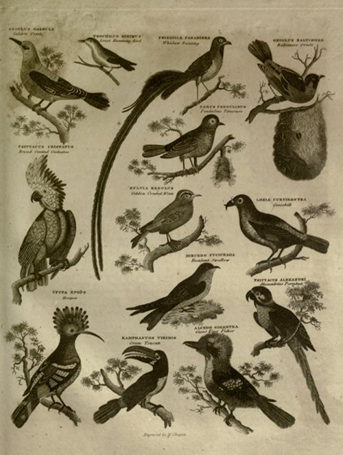 Vintage ornithological illustration of various bird species, arranged in a grid-like pattern with labels.