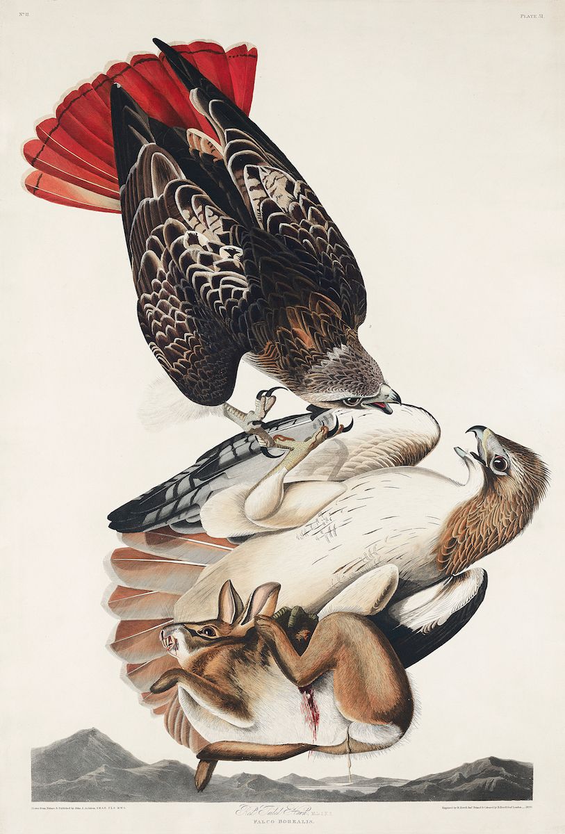 Vintage illustration of a hawk attacking a rabbit with mountains in the background.
