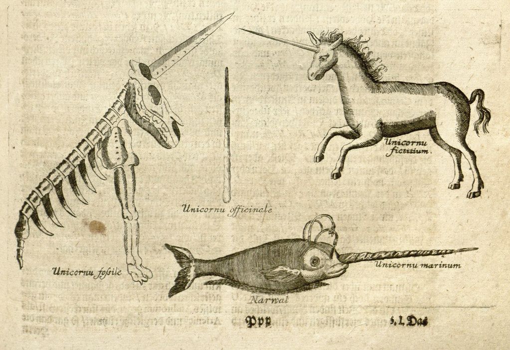 Vintage illustration of a unicorn, narwhal, and whale skeleton with a horn, labeled in Latin.
