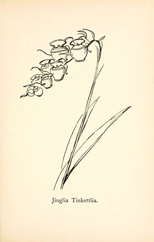 Vintage botanical illustration of a flower named 'Jinglia Tinkettlia' with delicate black line drawing on a cream background.