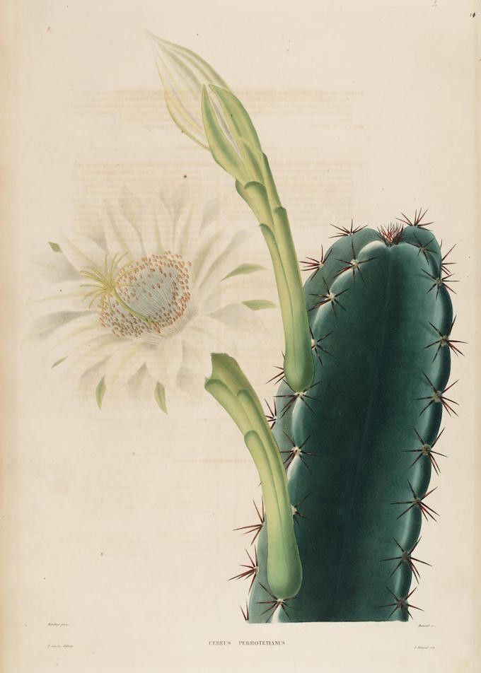 Vintage botanical illustration of a Cereus Perotianus cactus with a blooming white flower.