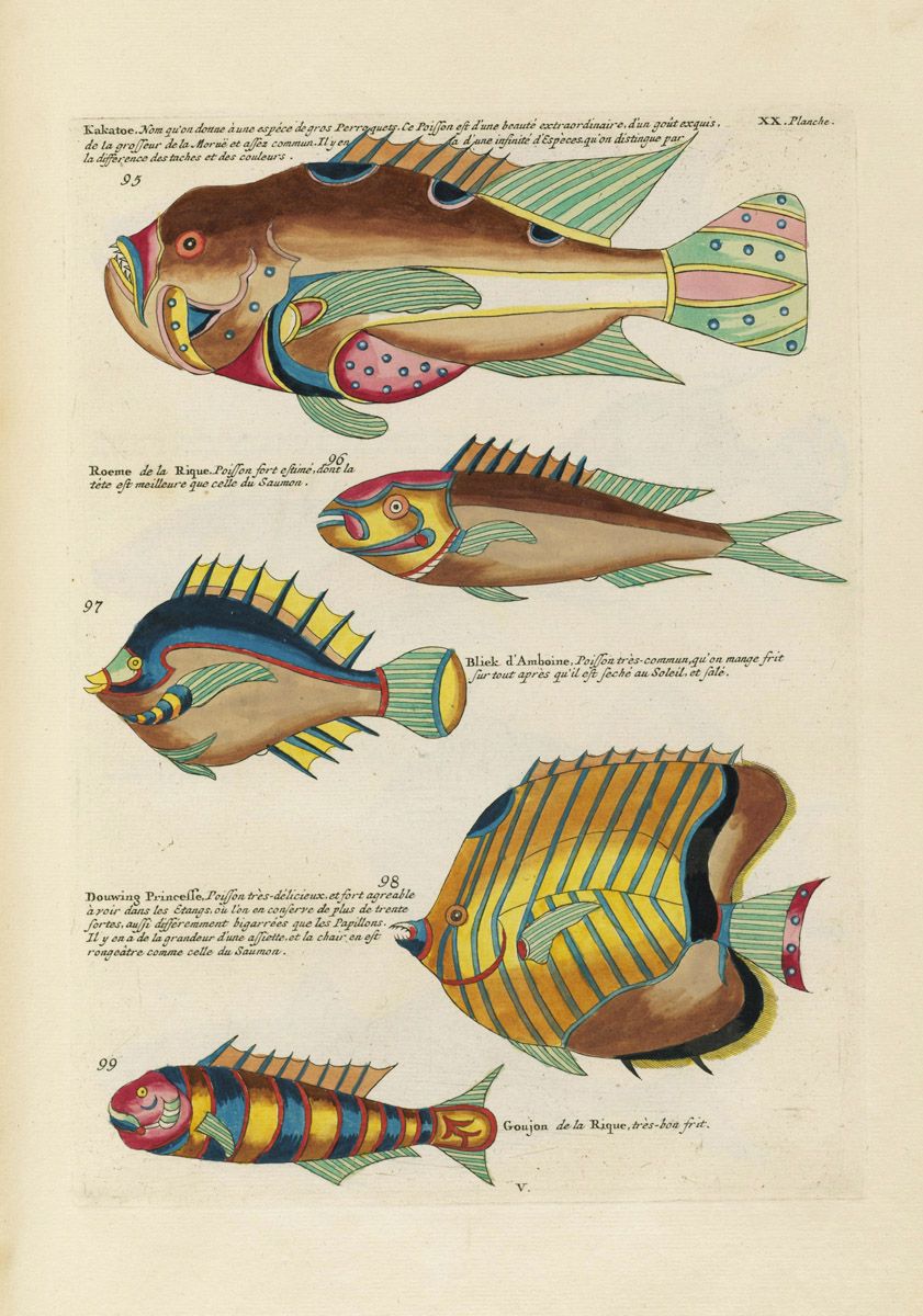 A vintage illustration from a book, featuring detailed, hand-colored illustrations of various fish species.