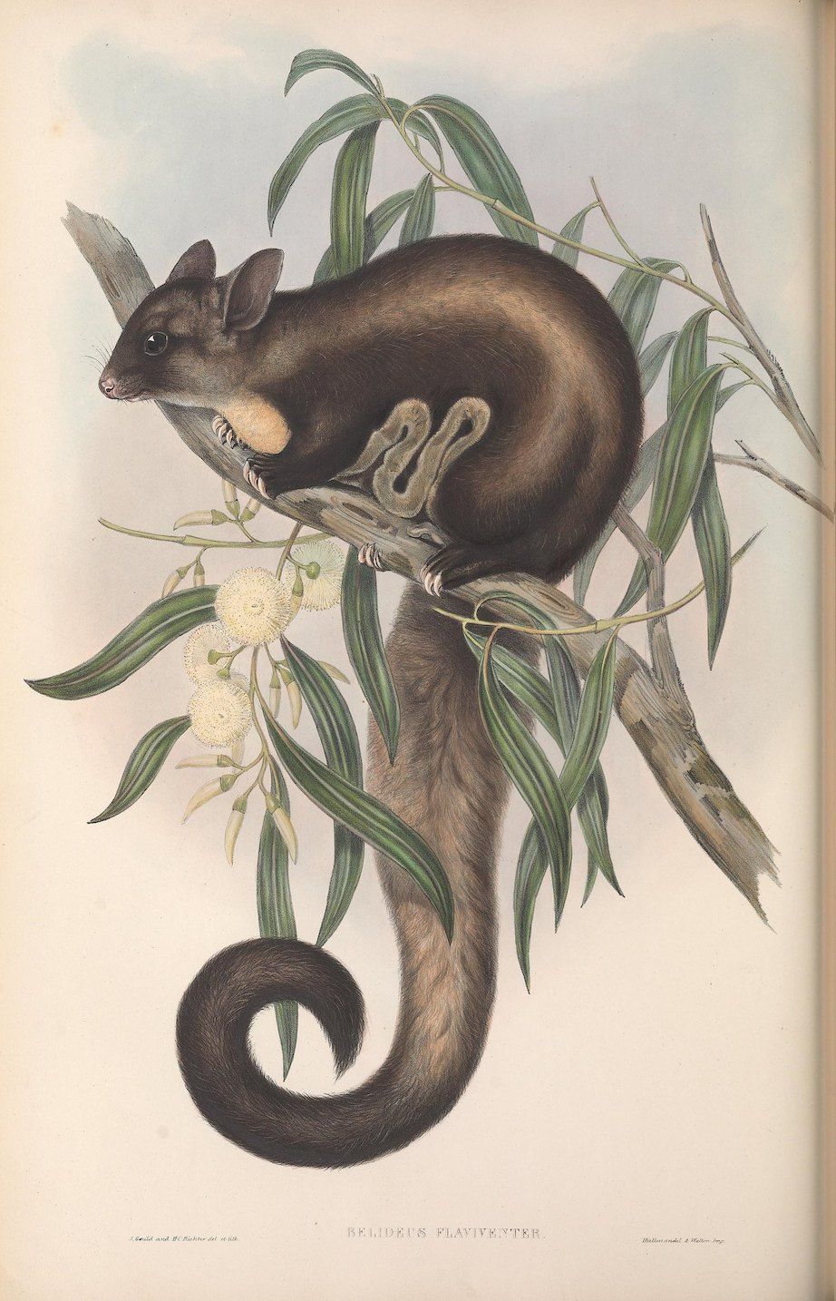Vintage illustration of a yellow-bellied glider clinging to a eucalyptus branch.