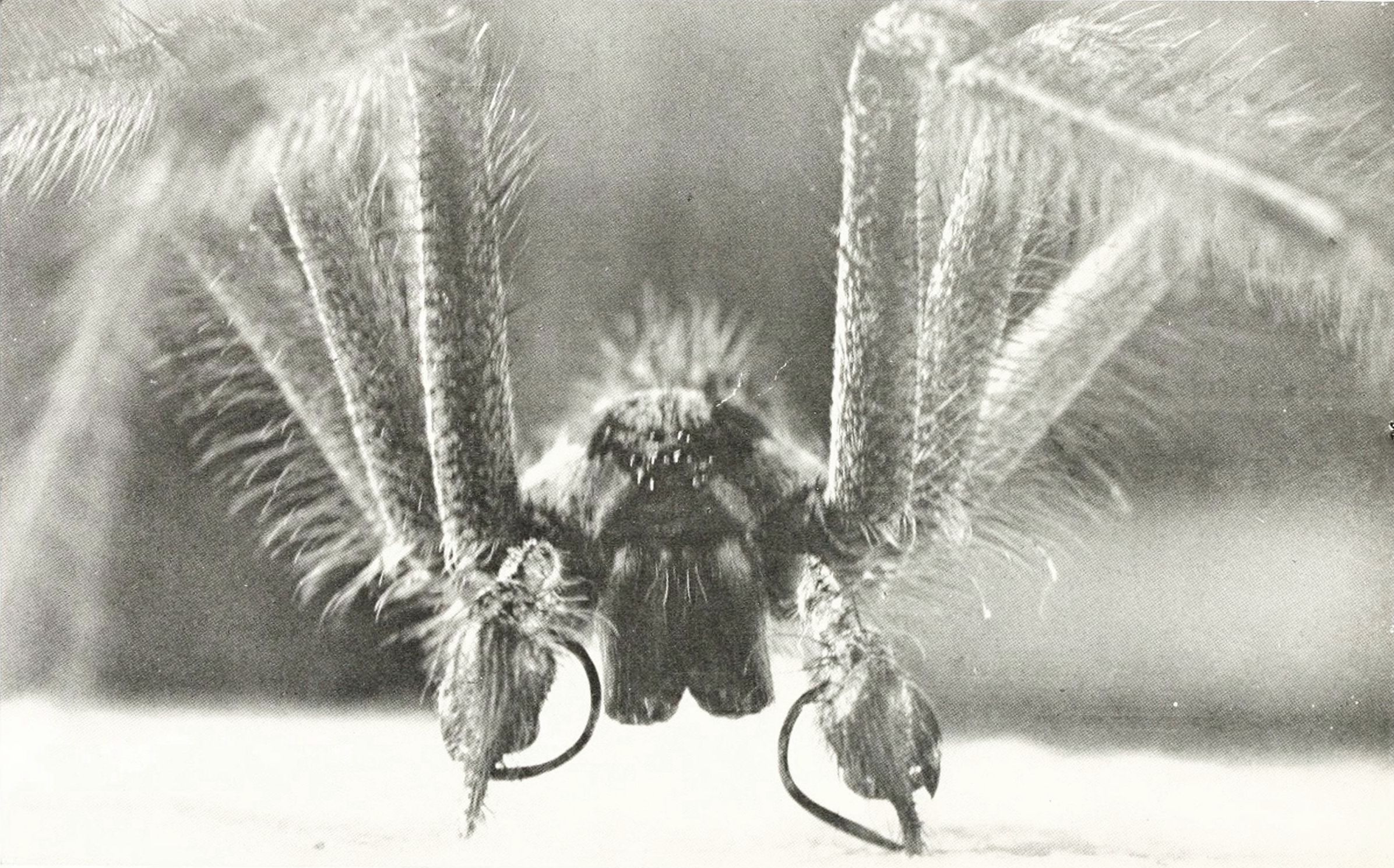 Close-up black and white photograph of a furry spider with legs spread out.