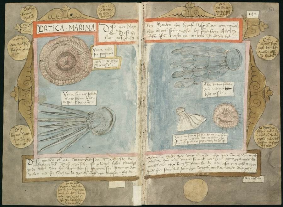 An open page from a medieval manuscript, featuring illustrations of marine life and handwritten text.