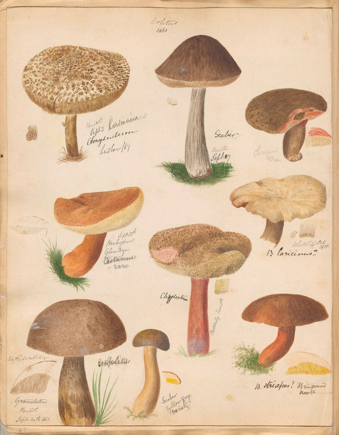 A vintage botanical illustration of various mushrooms, rendered in watercolor with detailed depictions and handwritten German labels.