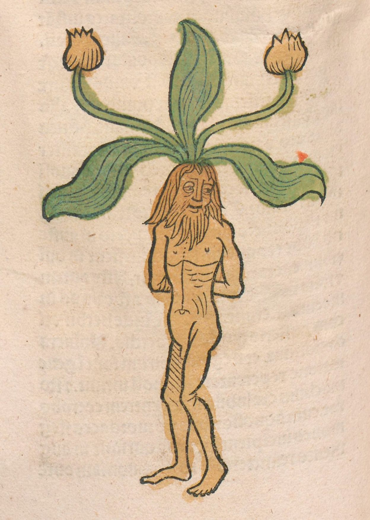 Vintage illustration of a nude human figure with a plant-like head, featuring green leaves and budding flowers.