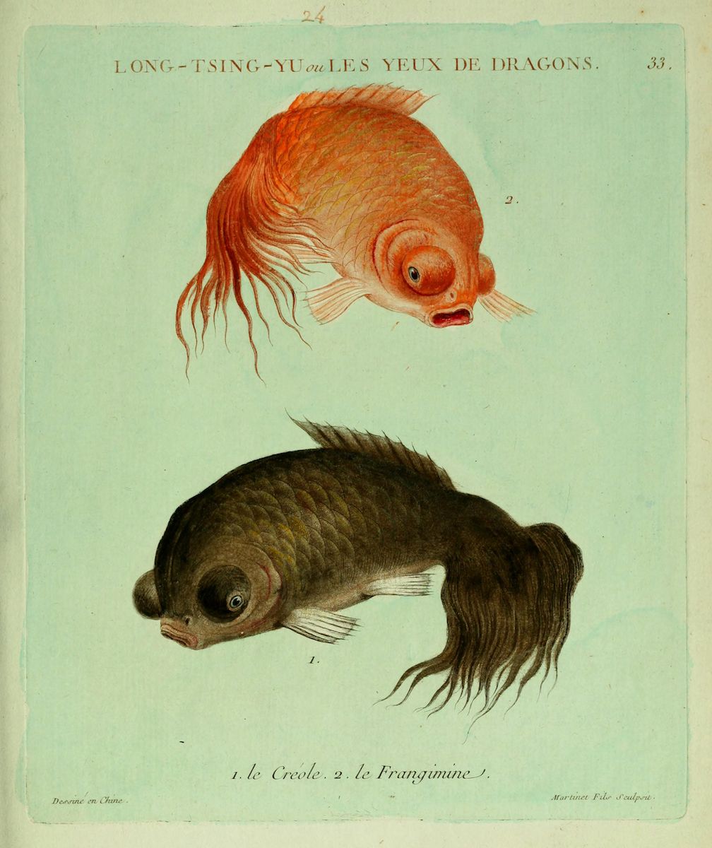 Vintage illustration of two fish, a reddish-orange fish and a dark fish, with text identifying them as "1. le Creole. 2. le Frangimine."