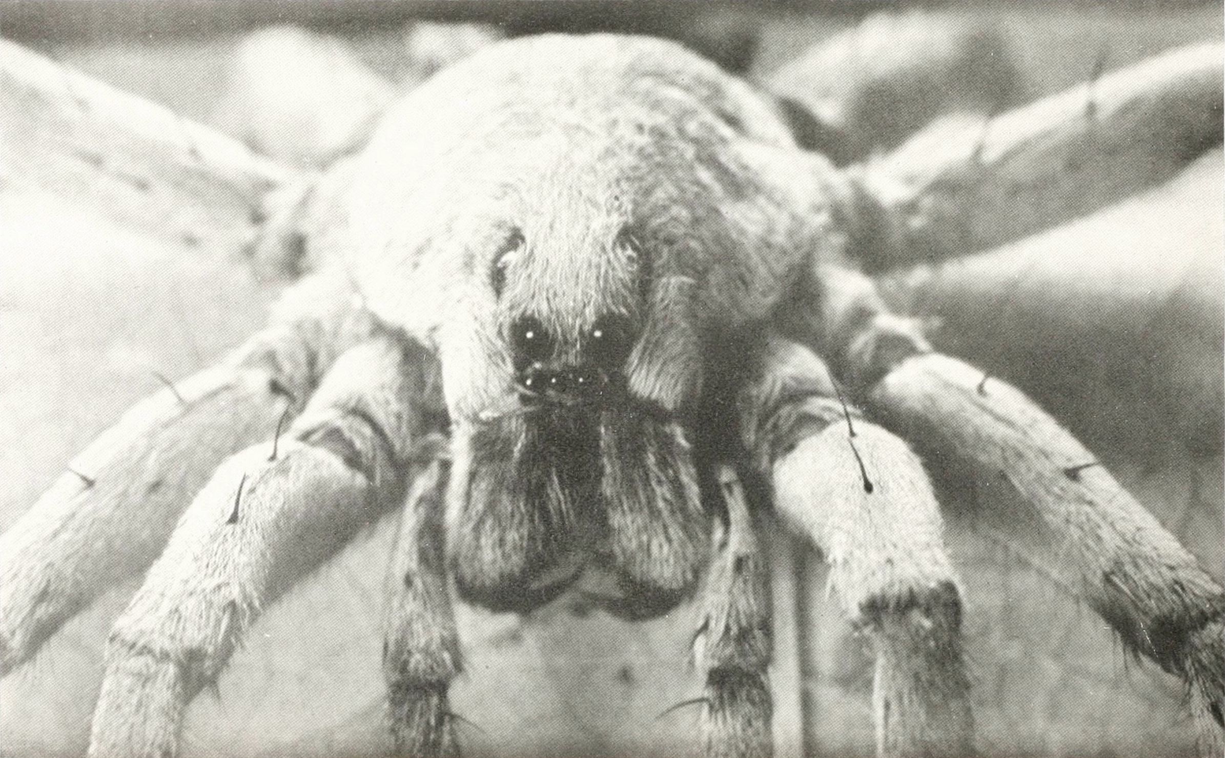 Close-up black and white photograph of a hairy spider with multiple eyes.