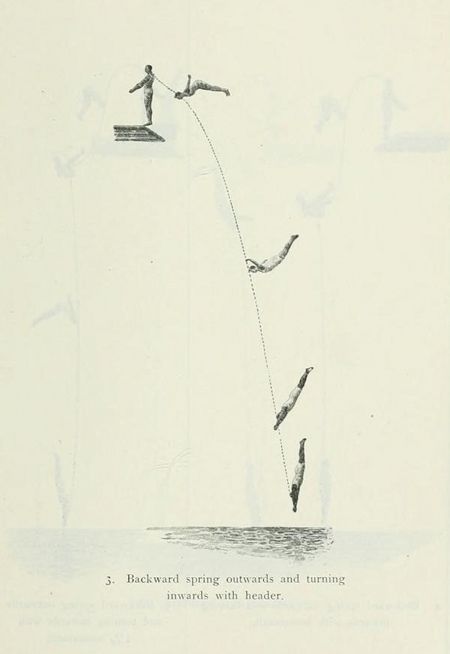 Vintage illustration of a diver performing a backward spring outwards and turning inwards with a header.