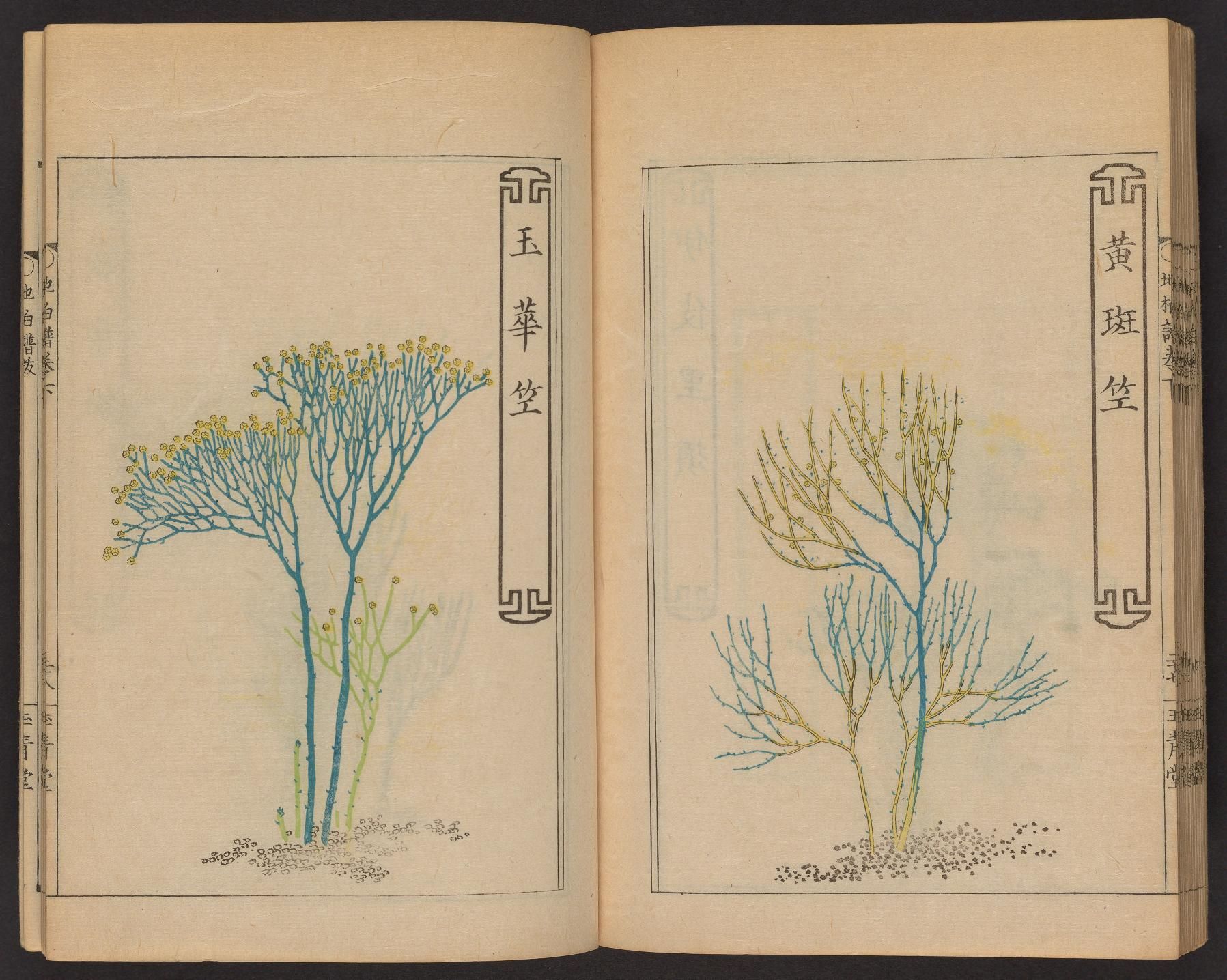 An open book with two facing pages, each featuring a detailed botanical illustration of a plant or tree in a delicate style with thin lines and a limited color palette of blue, yellow, and brown.