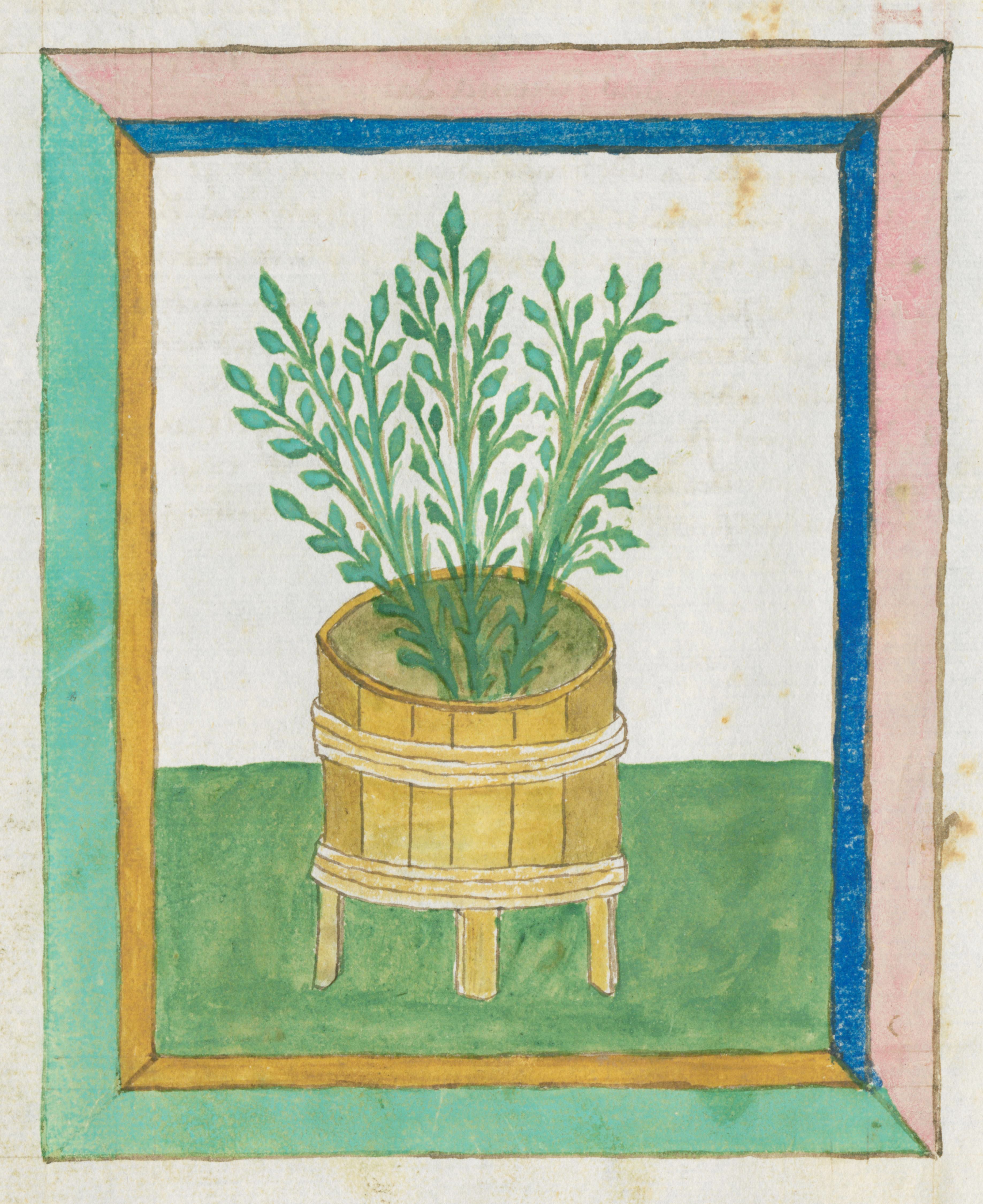 A vintage illustration of a plant in a pot, framed by a decorative border.
