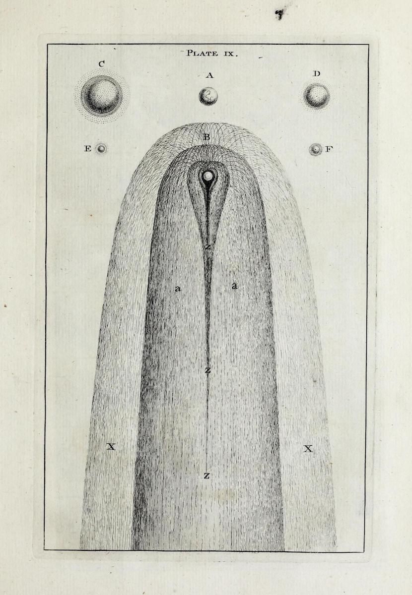 Vintage scientific illustration labeled 'Plate IX' depicting a teardrop-shaped structure with detailed line work and precise labeling.