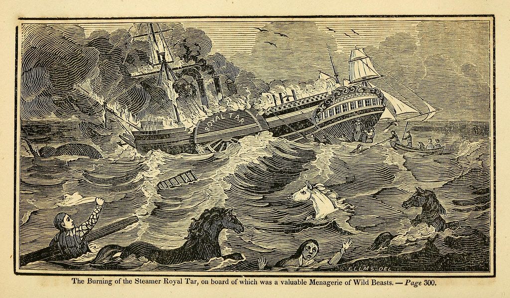 Vintage woodcut illustration of the burning steamship 'Royal Tar' sinking in a stormy sea, with people and animals struggling in the water.