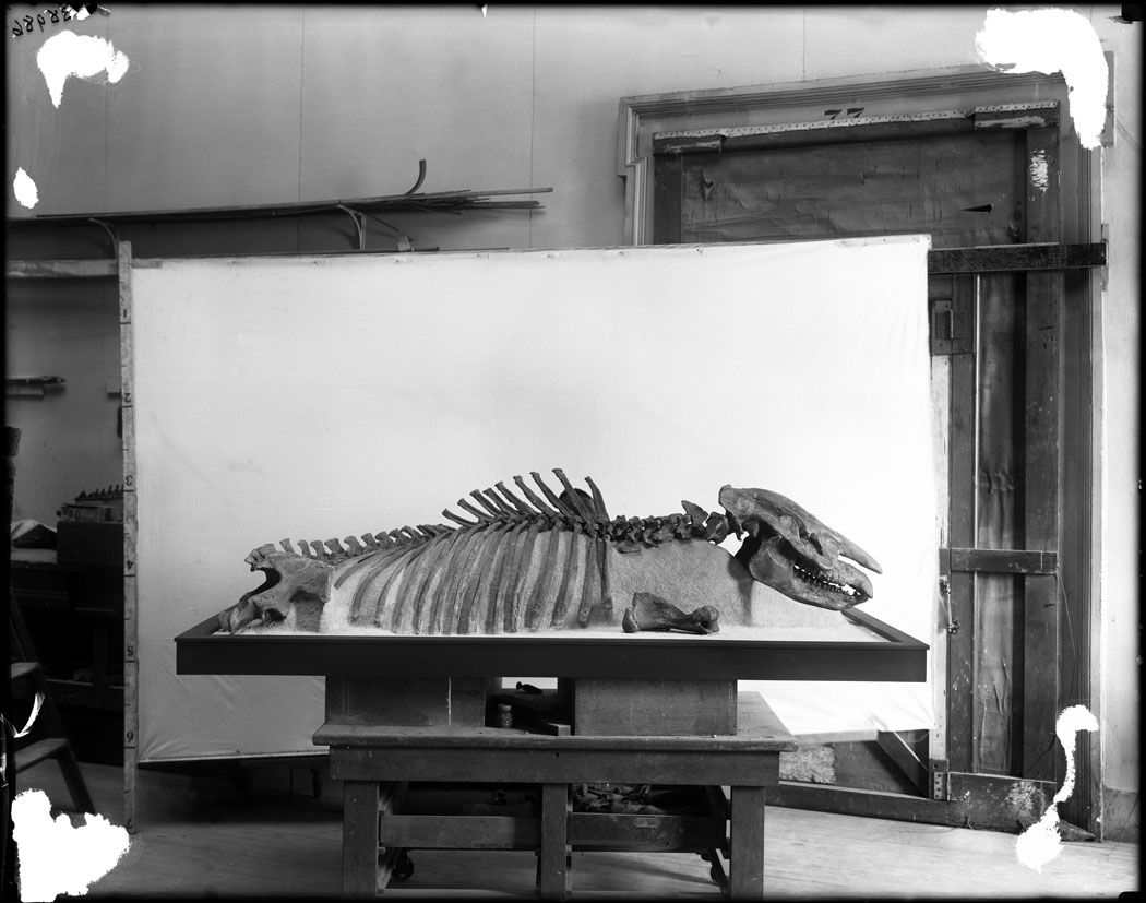 A black and white photograph of a whale skeleton on a table in a museum or workshop.