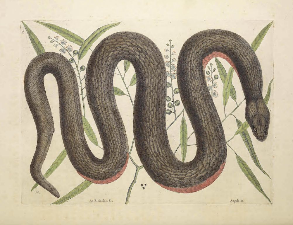 Vintage illustration of a dark snake coiled around botanical illustrations of plants with white flowers.
