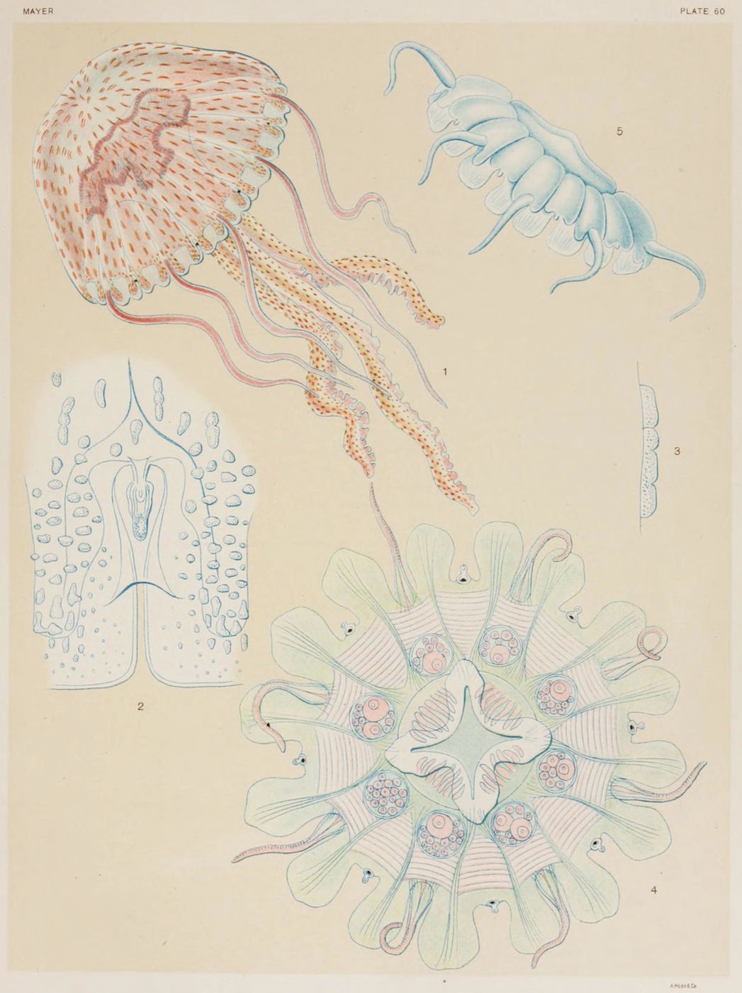 Vintage scientific illustration of a jellyfish with detailed anatomical diagrams.