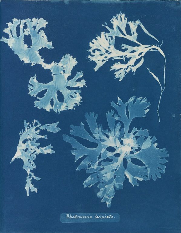 cyanotype of Rhodomeria laciniata seaweed specimens