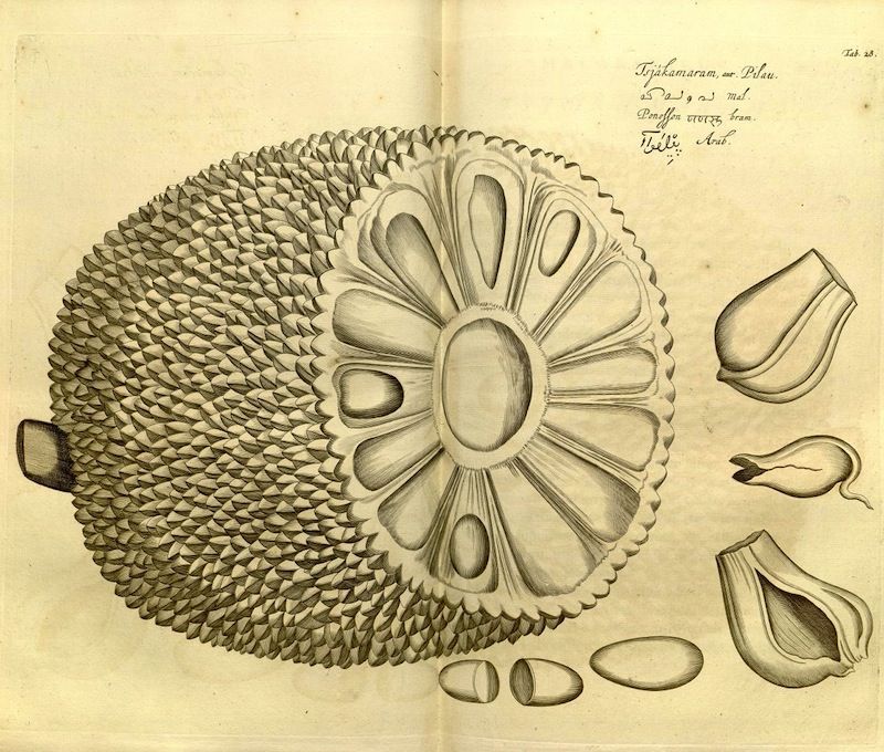 Vintage botanical illustration of a spiky fruit cut open to reveal its seeds.