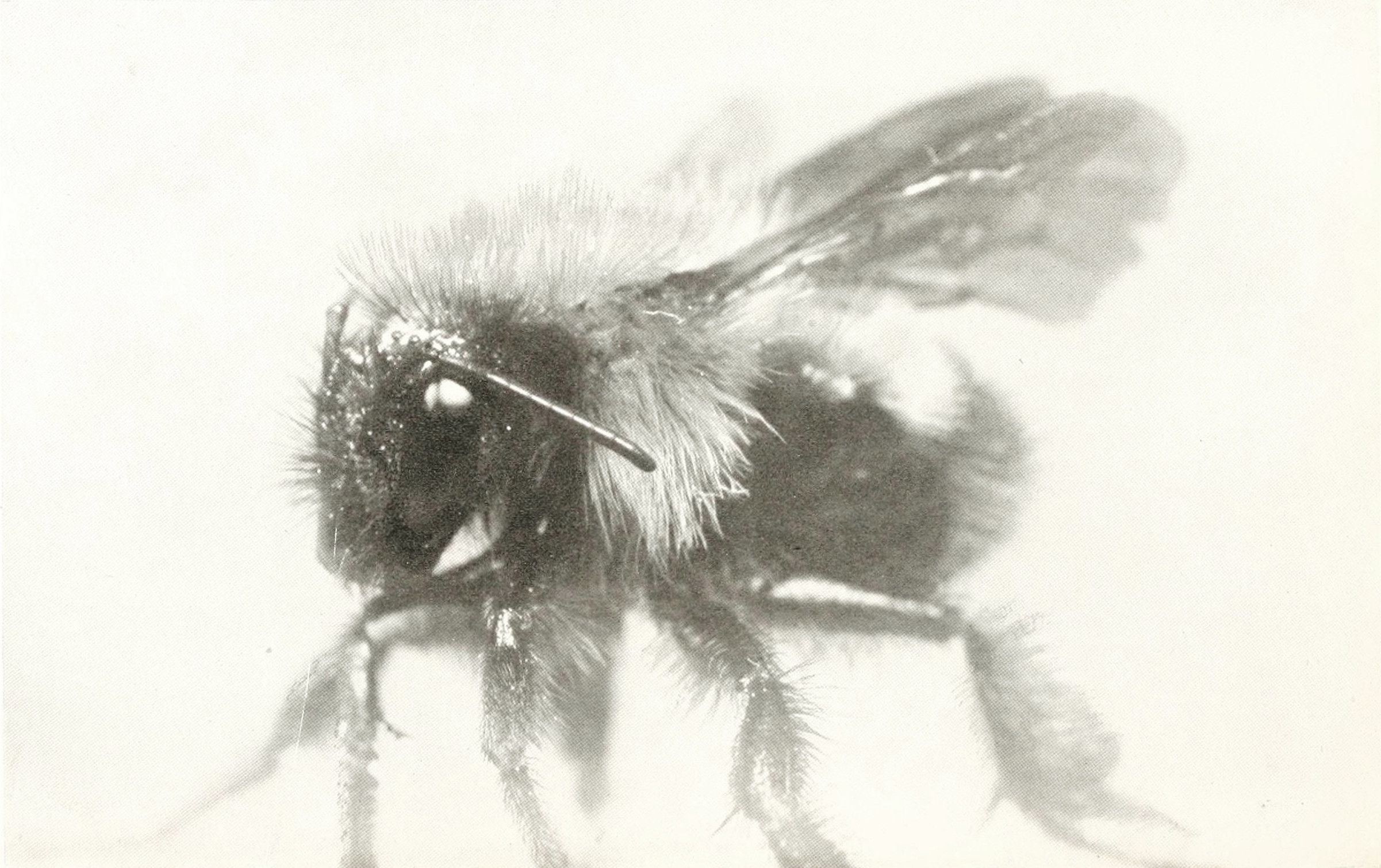 A vintage black and white photograph of a bee in side profile.