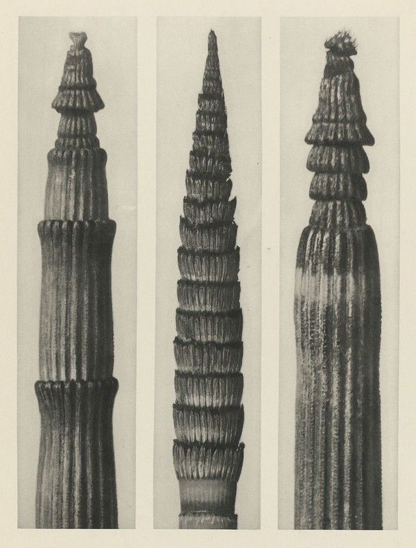 Vintage botanical illustration of a plant stem with three views: front, side, and back.