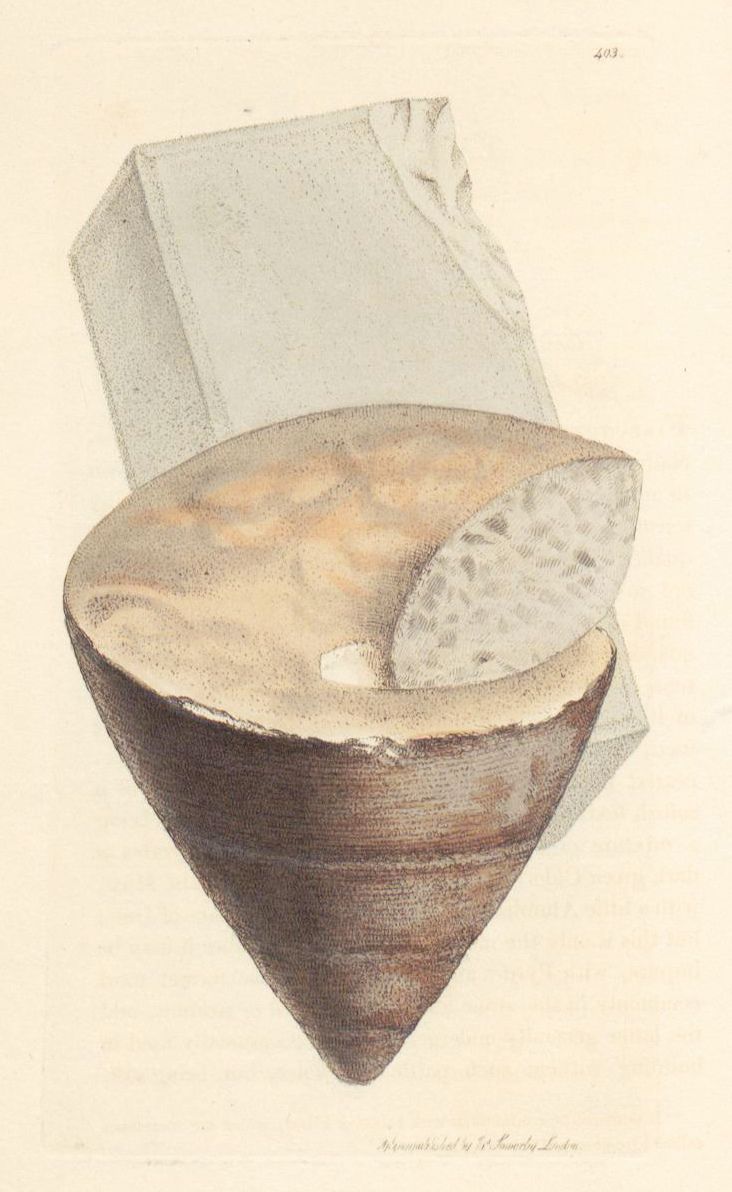 Vintage illustration of a cone-shaped fossil with a translucent stone fragment embedded within.