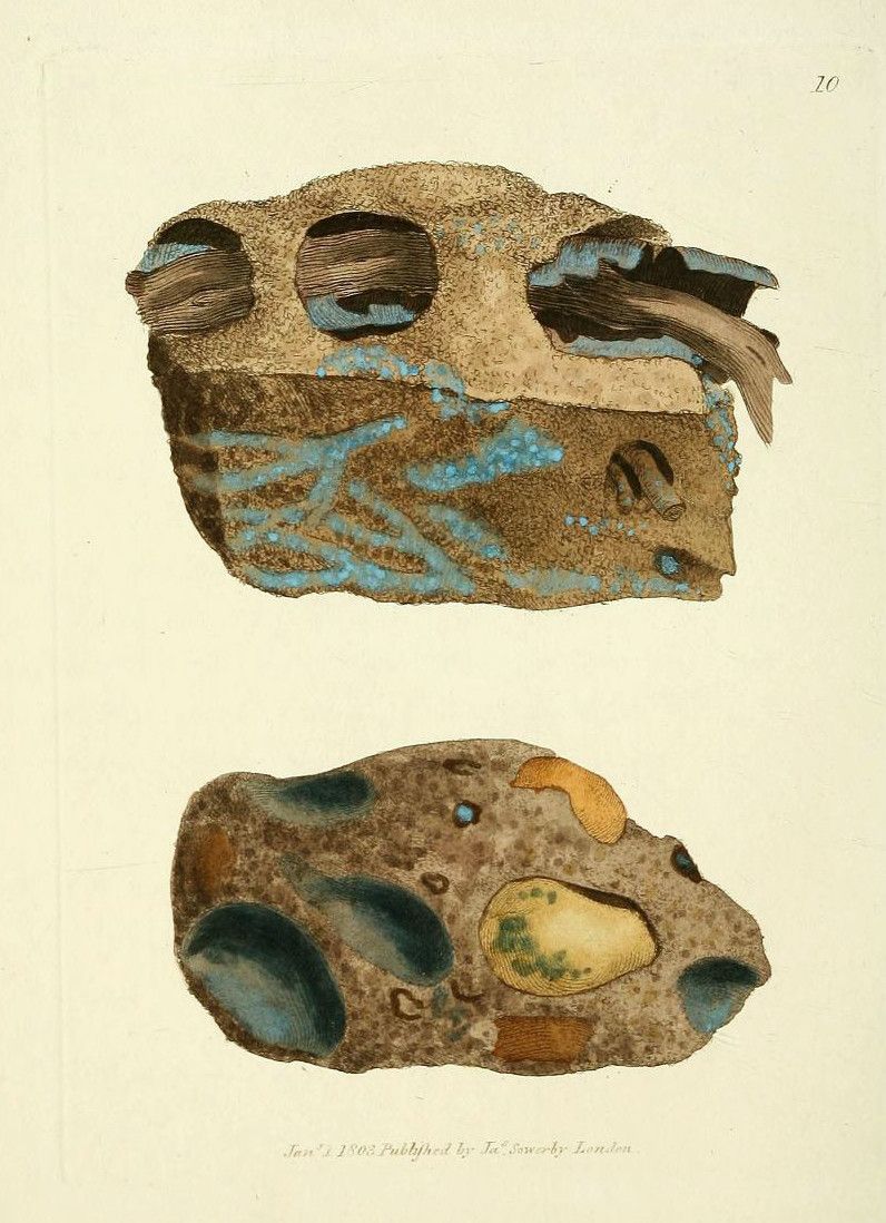 Two detailed illustrations of fossilized skulls, likely from ancient reptiles or amphibians, presented as cross-sections. The skulls are a mix of beige, brown, and teal-blue, with large eye sockets and intricate internal structures. The illustrations are rendered in a style reminiscent of scientific illustrations from the 19th century.