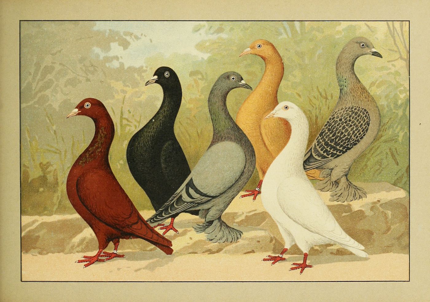 Vintage illustration of five pigeons in different colors and patterns.