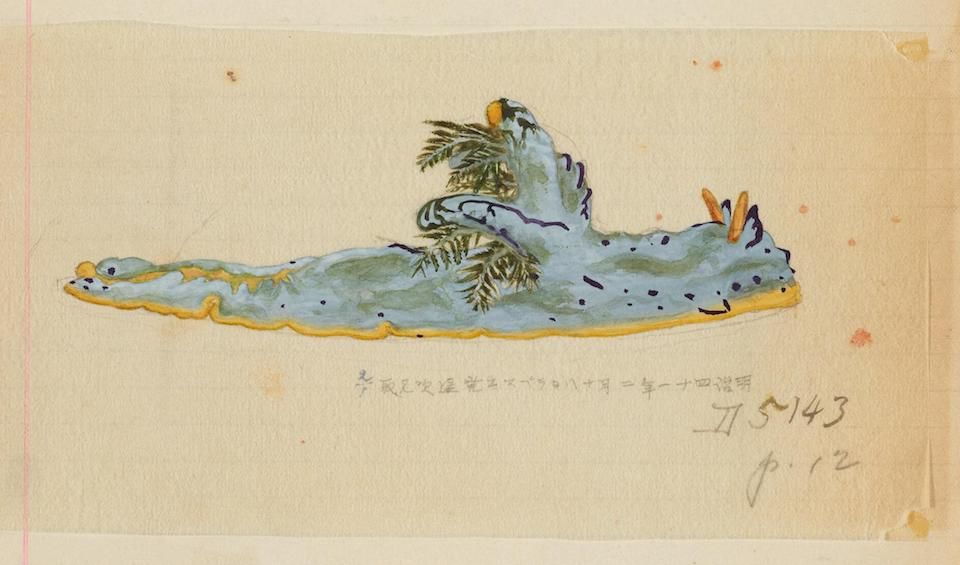 A watercolor painting of a blue-green sea slug with a fern-like structure on its back, on a yellowed page with handwritten annotations.