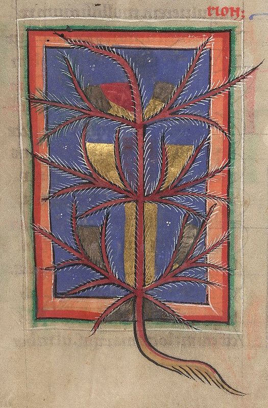 A medieval manuscript illustration of a plant with feathery leaves, framed by a decorative border.