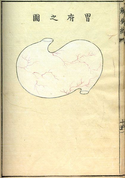 Vintage anatomical illustration of a human spleen with Chinese text.