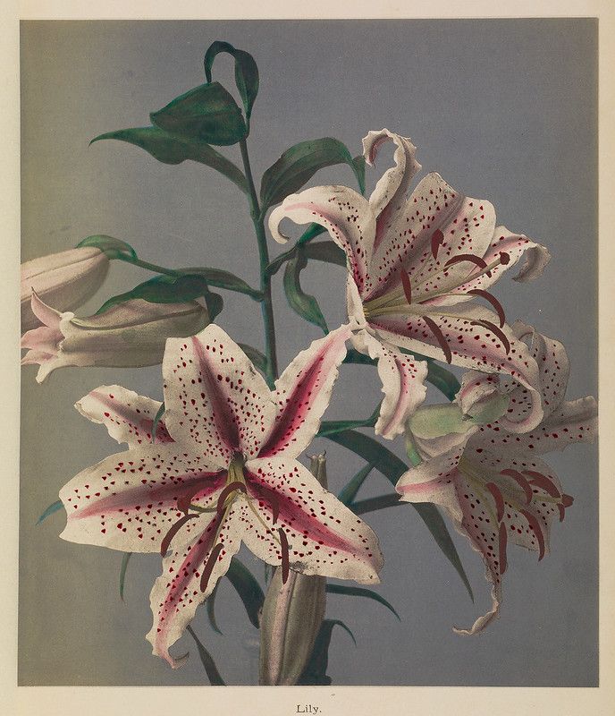 Vintage botanical illustration of lilies with speckled petals and green stems against a gray background.