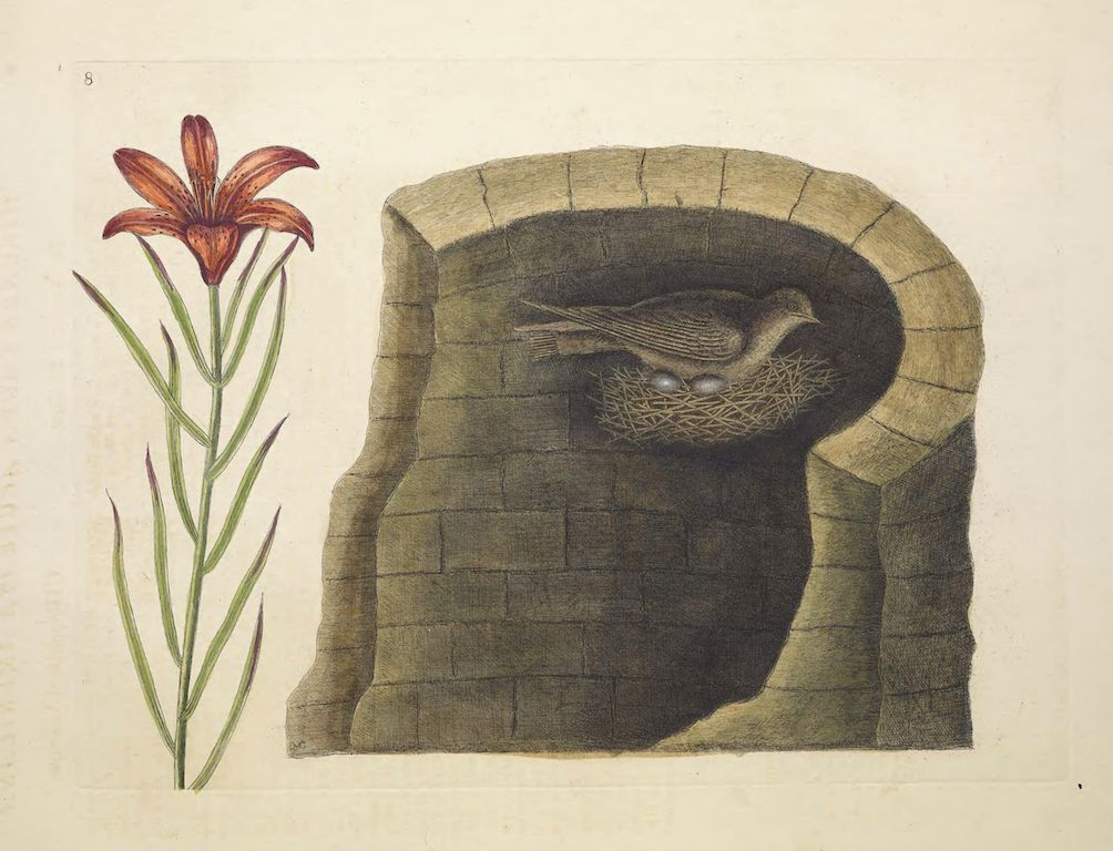 Vintage illustration of a bird nesting in a brick archway with a red lily.